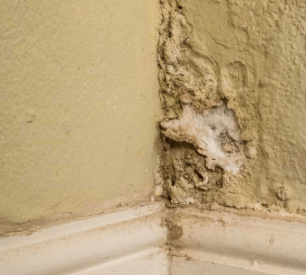 Are-Damp-Walls-Bad-For-You